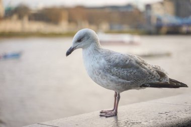Bulutlu bir günde Londra Kule Köprüsü 'nde martı görüntüsü kapatıldı..