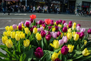 İlkbahar mevsiminde Amsterdam 'da laleler