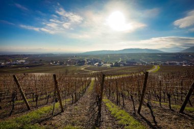 Riquewihr Köyü 'nün güzel manzarası, Fransa Vineyard Tepesi' nin tepesinden