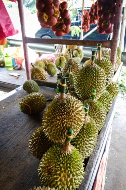 Musang King Durian 'ın yakın çekimleri, aynı zamanda orijinal adıyla Raja Kunyit, derin sarı et, geniş ve kör dikenler, dikenler ve görünür dikişler arasında bir boşluk var..