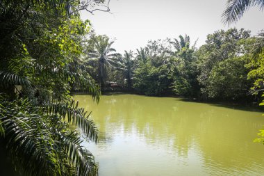 Jong 'un Timsah Çiftliği, Kuching, Sarawak, Malezya' daki kafesin içinde dinlenen büyük bir timsahın izole edilmiş görüntüsü.