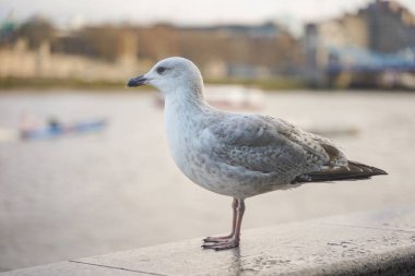 Bulutlu bir günde Londra Kule Köprüsü 'nde martı görüntüsü kapatıldı..