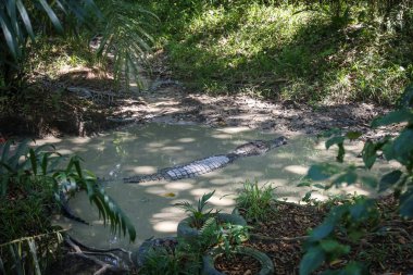 Jong 'un Timsah Çiftliği, Kuching, Sarawak, Malezya' daki kafesin içinde dinlenen büyük bir timsahın izole edilmiş görüntüsü.