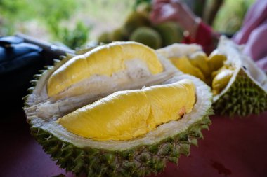 Musang King Durian 'ın yakın çekimleri, aynı zamanda orijinal adıyla Raja Kunyit, derin sarı et, geniş ve kör dikenler, dikenler ve görünür dikişler arasında bir boşluk var..