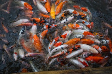 Bir sürü Koi Balığı havuzda yüzüyor ve beslenmek için toplanıyor.