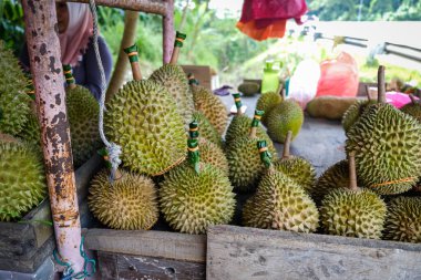 Musang King Durian 'ın yakın çekimleri, aynı zamanda orijinal adıyla Raja Kunyit, derin sarı et, geniş ve kör dikenler, dikenler ve görünür dikişler arasında bir boşluk var..