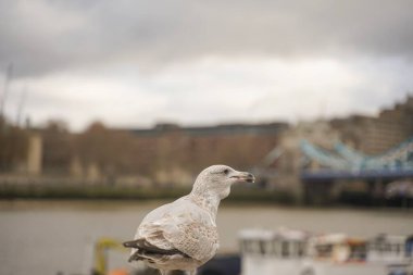 Bulutlu bir günde Londra Kule Köprüsü 'nde martı görüntüsü kapatıldı..