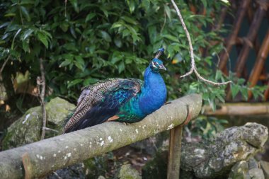 Azoo 'daki bir ağaç dalının tepesinde duran mavi bir tavus kuşunun izole edilmiş görüntüsü.