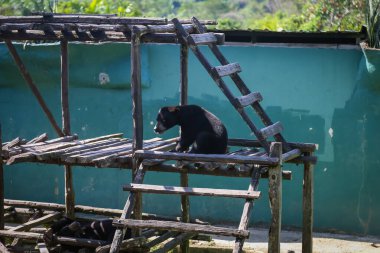 Malaya Ayısı 'nın yakın çekimi, ya da Bal Ayısı olarak da bilinir. Malezya 'daki koruma altındaki hayvanlardan biri.