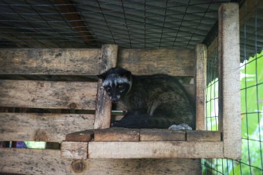 Kafesin içinde bir tilki.