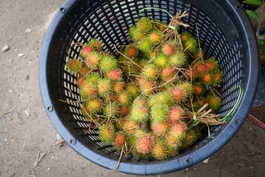 Rambutan, Sapindaceae familyasından orta büyüklükte bir tropikal ağaçtır. Bu isim aynı zamanda bu ağacın ürettiği yenilebilir meyveleri de ifade eder. Rambutan, Malezya 'nın yerlisidir..