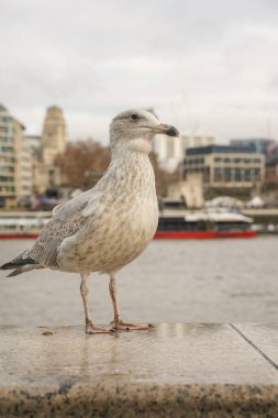 Bulutlu bir günde Londra Kule Köprüsü 'nde martı görüntüsü kapatıldı..