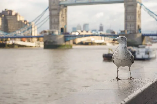 Slutet Skott Mås Tower Bridge London Molnig Dag — Stockfoto