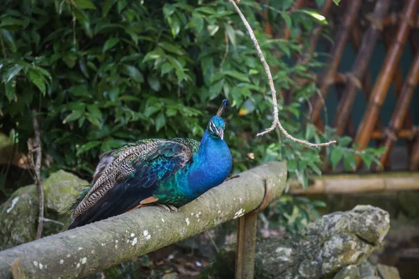 Tiro Isolado Pavão Azul Que Descansa Cima Galho Árvore Azoo — Fotografia de Stock