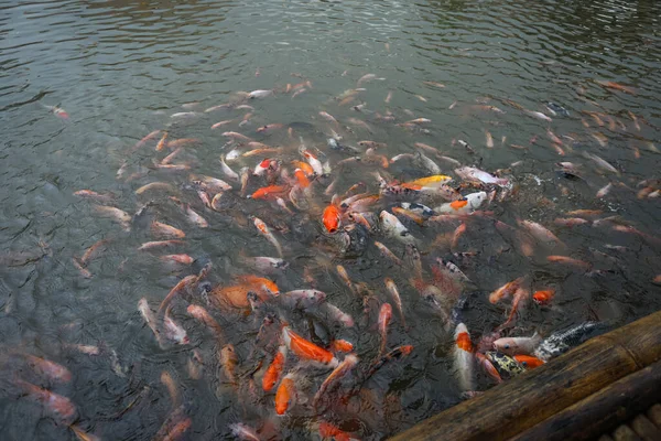 Lot Koi Fishes Swimming Pond Gathering Waiting Fed — Stock Photo, Image