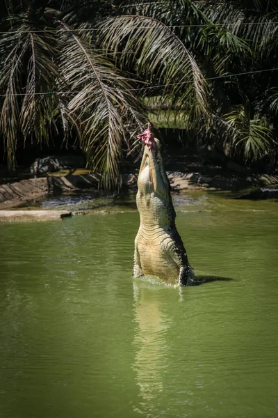 Crocodilos Pulando Para Fora Água Para Sessões Alimentação Jong Crocodile — Fotografia de Stock