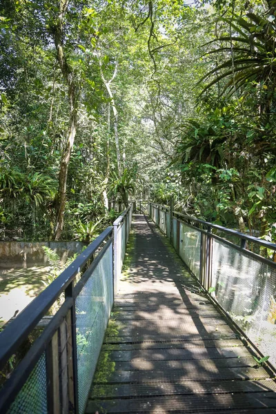 Landschaftlich Reizvoller Blick Auf Einen Waldweg — Stockfoto