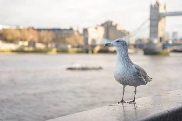 Slutet Skott Mås Tower Bridge London Molnig Dag — Stockfoto