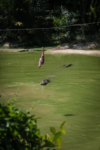 Crocodilos Pulando Para Fora Água Para Sessões Alimentação Jong Crocodile — Fotografia de Stock