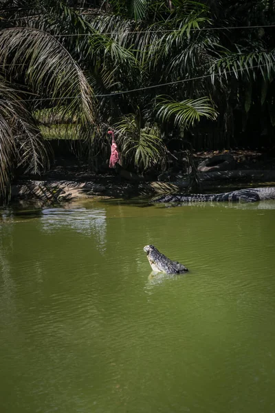 Crocodilos Pulando Para Fora Água Para Sessões Alimentação Jong Crocodile — Fotografia de Stock