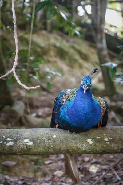 Tiro Isolado Pavão Azul Que Descansa Cima Galho Árvore Azoo — Fotografia de Stock