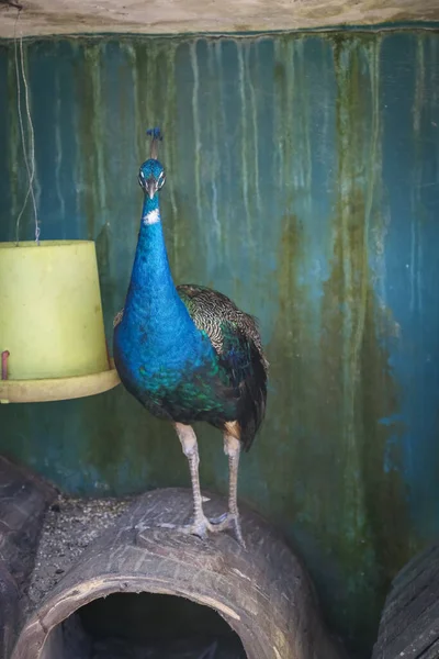 Tiro Isolado Pavão Azul Que Descansa Cima Galho Árvore Azoo — Fotografia de Stock