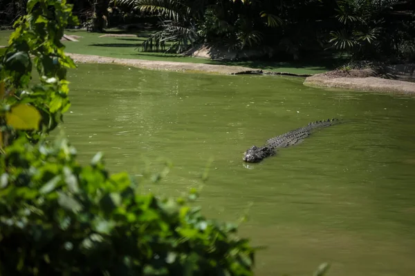 Crocodilos Pulando Para Fora Água Para Sessões Alimentação Jong Crocodile — Fotografia de Stock