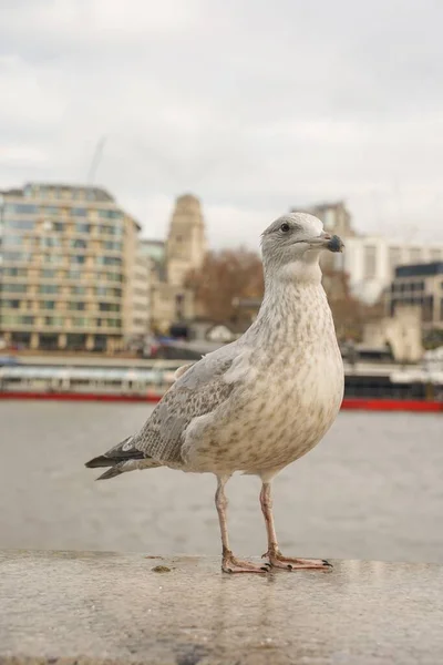 Bulutlu Bir Günde Londra Kule Köprüsü Nde Martı Görüntüsü Kapatıldı — Stok fotoğraf