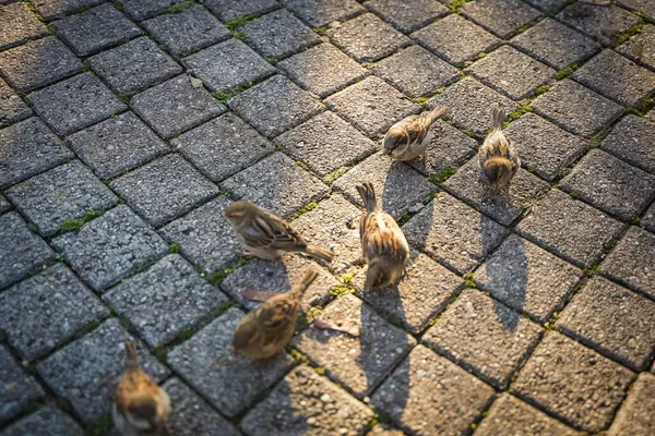 Söt Fågel Bordet Parken — Stockfoto