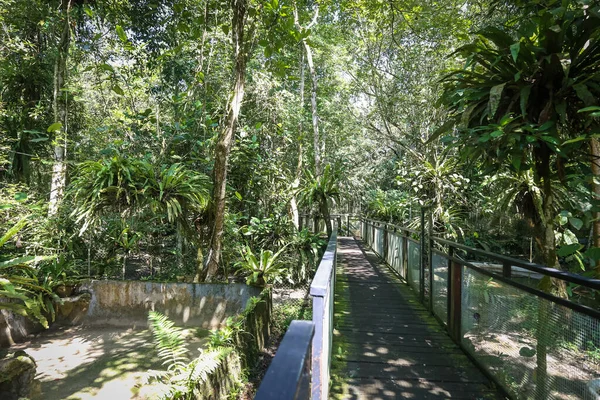 Scenic Natural View Forest Path — Stock Photo, Image