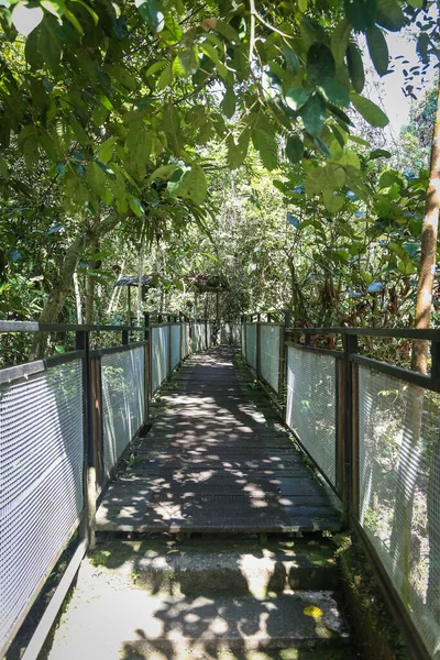 Scenic Natural View Forest Path — Stock Photo, Image