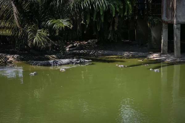 Isolerad Bild Stor Krokodil Som Vilar Buren Jong Crocodile Farm — Stockfoto