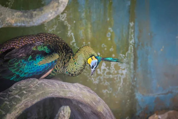 Tiro Isolado Pavão Azul Que Descansa Cima Galho Árvore Azoo — Fotografia de Stock