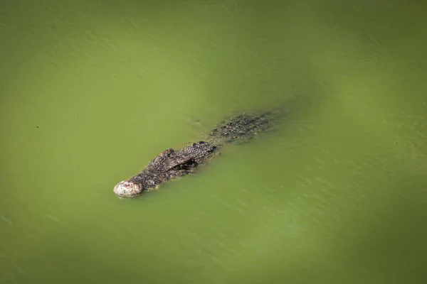 Isolerad Bild Stor Krokodil Som Vilar Buren Jong Crocodile Farm — Stockfoto