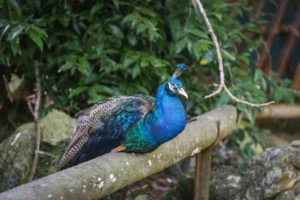 Tiro Isolado Pavão Azul Que Descansa Cima Galho Árvore Azoo — Fotografia de Stock