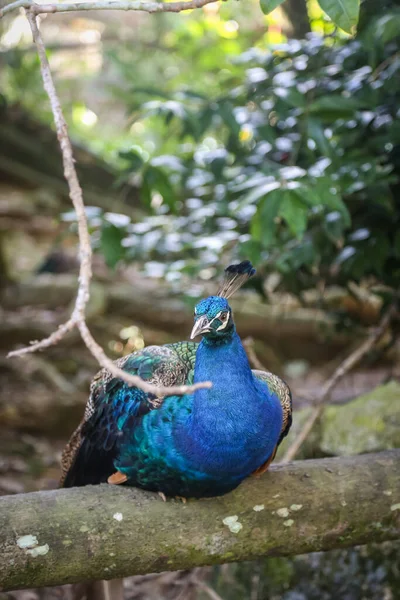 Tiro Aislado Pavo Real Azul Descansando Parte Superior Una Rama — Foto de Stock