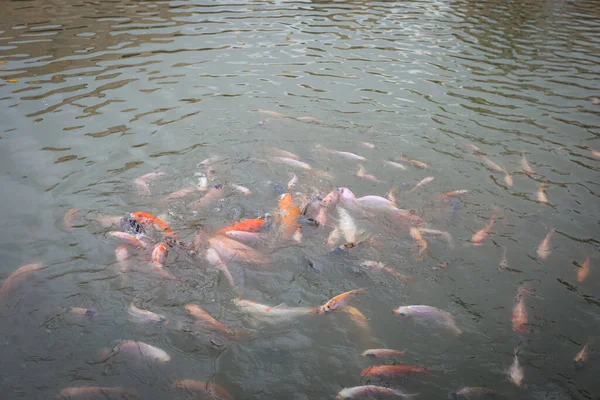 Beaucoup Poissons Koï Nageant Intérieur Étang Rassemblant Autour Attendre Être — Photo