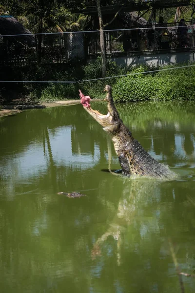 Crocodilos Pulando Para Fora Água Para Sessões Alimentação Jong Crocodile — Fotografia de Stock