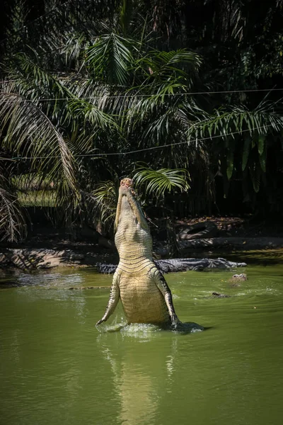 Crocodilos Pulando Para Fora Água Para Sessões Alimentação Jong Crocodile — Fotografia de Stock