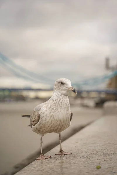 Slutet Skott Mås Tower Bridge London Molnig Dag — Stockfoto