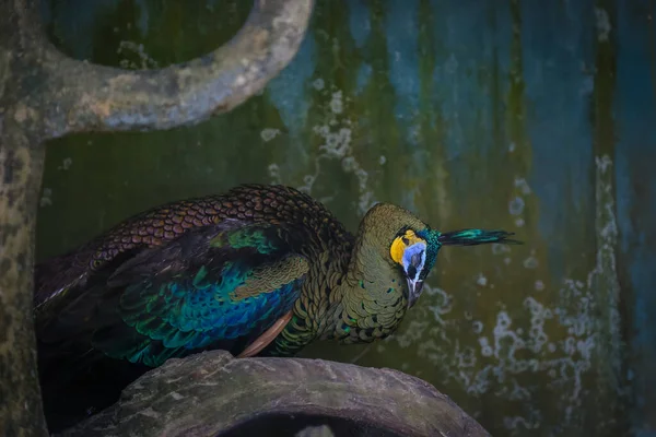 Tiro Isolado Pavão Azul Que Descansa Cima Galho Árvore Azoo — Fotografia de Stock