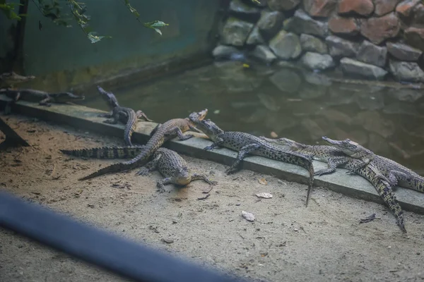 Isolerad Bild Stor Krokodil Som Vilar Buren Jong Crocodile Farm — Stockfoto