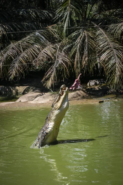在马来西亚沙捞越库庆的钟氏鳄鱼养殖场 鳄鱼跳下水喂食 — 图库照片