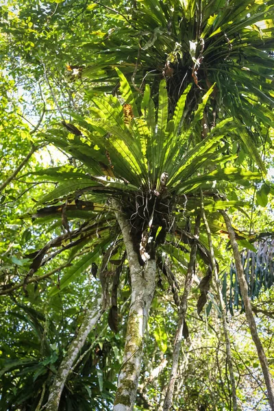 Bir orman yolunun doğal manzarası.