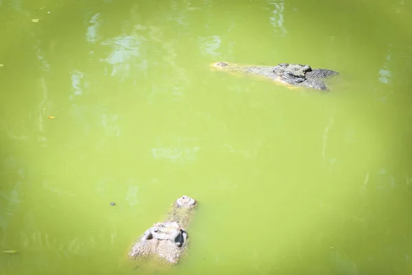 Isolerad Bild Stor Krokodil Som Vilar Buren Jong Crocodile Farm — Stockfoto