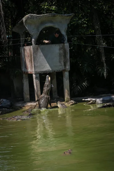 Krokodilok Ugranak Vízből Hogy Etessék Őket Jong Krokodilfarmján Kuching Sarawak — Stock Fotó