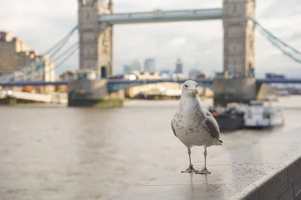Closed Shot Seagull Tower Bridge London Cloudy Day — Stock Photo, Image