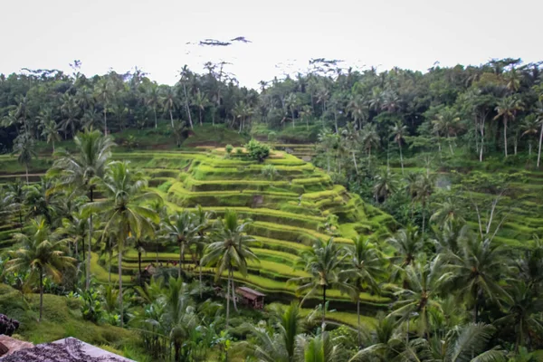 Tegalalang Rice Terrace, Ubud Bali 'nin kuzeyindeki Tegalalang Köyü' nde yer alan ve muhteşem pirinç terasının yer aldığı Bali 'deki ünlü turist nesnelerinden biridir..