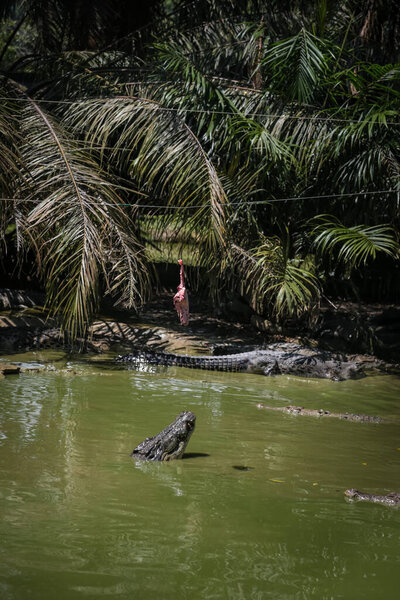 Crocodiles jumping out of the water for the feeding sessions in Jong's Crocodile Farm, Kuching, Sarawak, Malaysia
