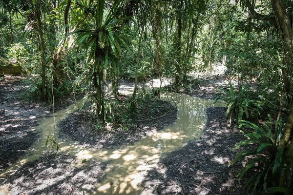 Landschaftlich Reizvoller Blick Auf Einen Waldweg — Stockfoto